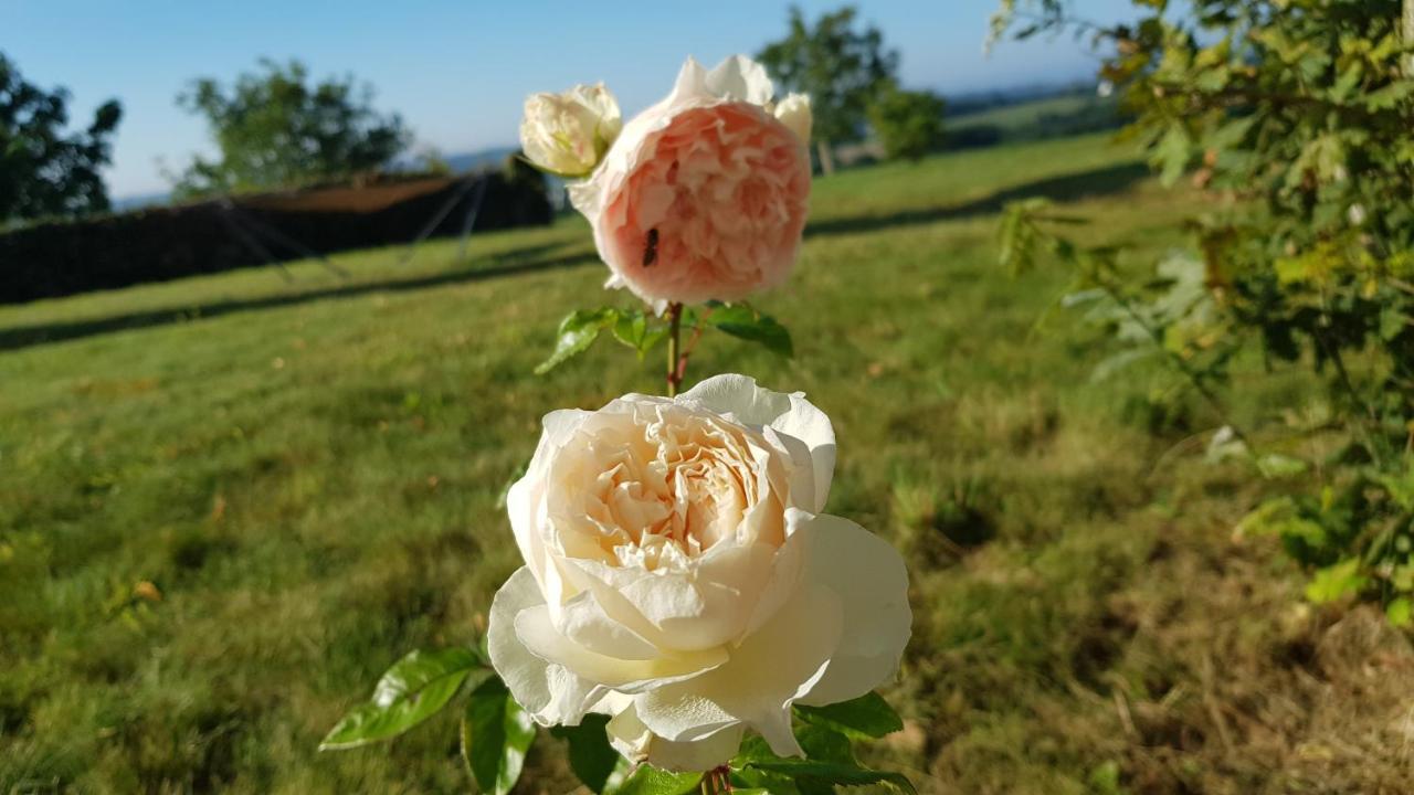 Belle Visnonia B&B Gluten Free & Traditional Béganne Kültér fotó
